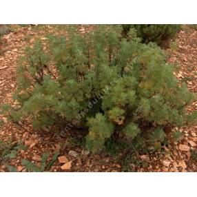 Artemisia abrotanum - Arquebuse - Aurone