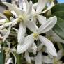 Clematis armandii - Clématite d'Armand