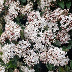 Viburnum tinus - Laurier-Tin