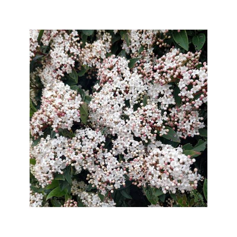 Viburnum tinus - Laurier-Tin