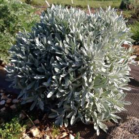 Helichrysum orientale - Immortelle d'orient