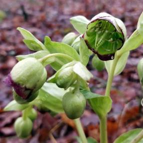 Helleborus foetidus - Hellébore fétide