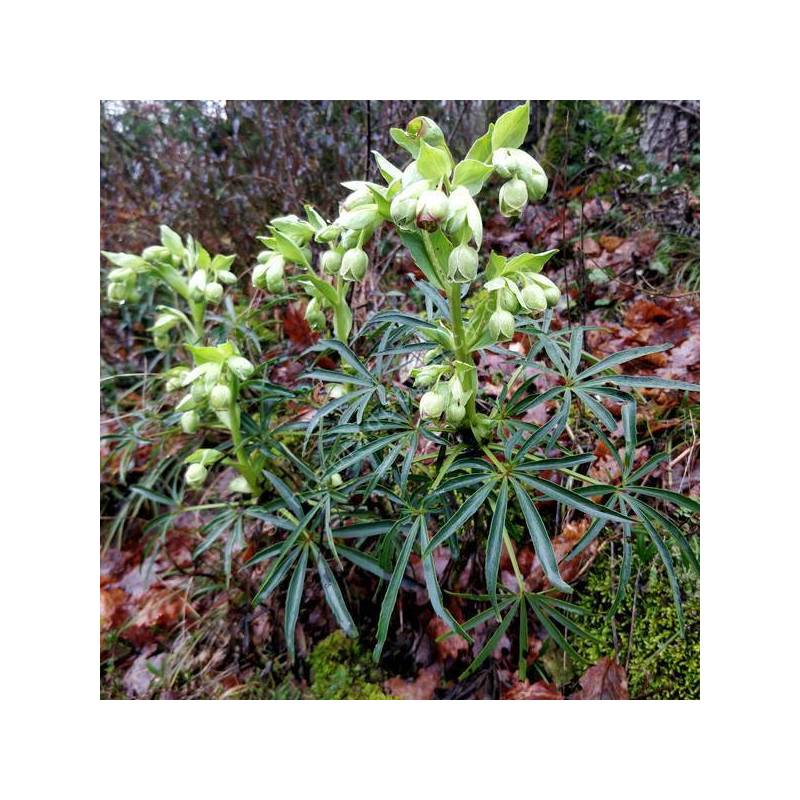 Helleborus foetidus - Hellébore fétide