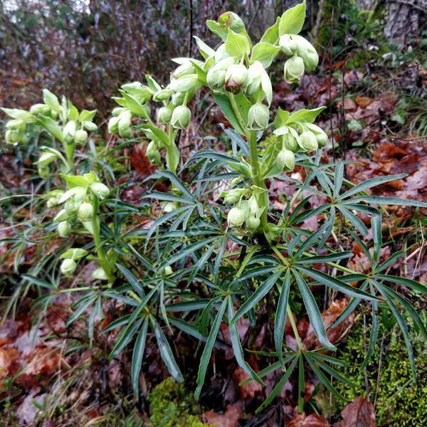 Helleborus foetidus - Hellébore fétide