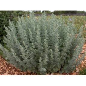 Artemisia absinthium, Absinthe