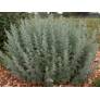 Artemisia absinthium, Absinthe