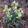 Helleborus foetidus - Hellébore fétide