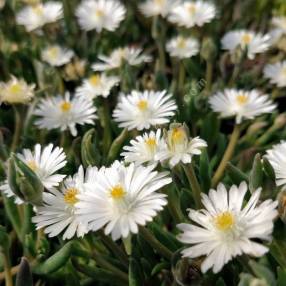 Delosperma karooicum 'Graaf Reinet' - Pourpier vivace blanc