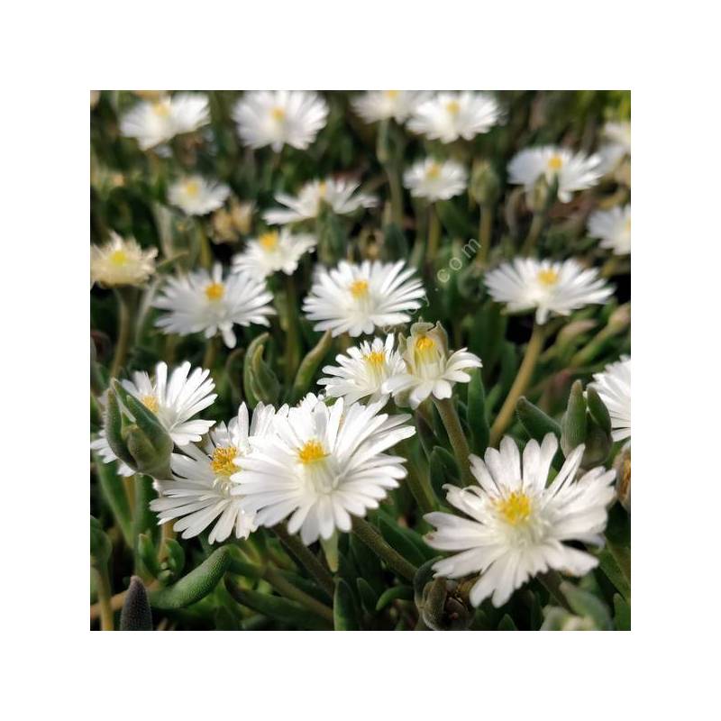 Delosperma karooicum 'Graaf Reinet' - Pourpier vivace blanc