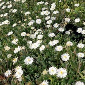 Delosperma karooicum 'Graaf Reinet' - Pourpier vivace blanc