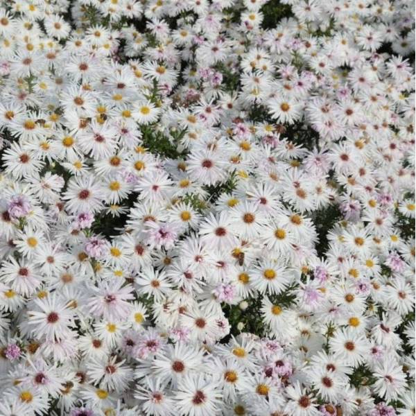 Aster novi-belgii 'Dames Blanches'