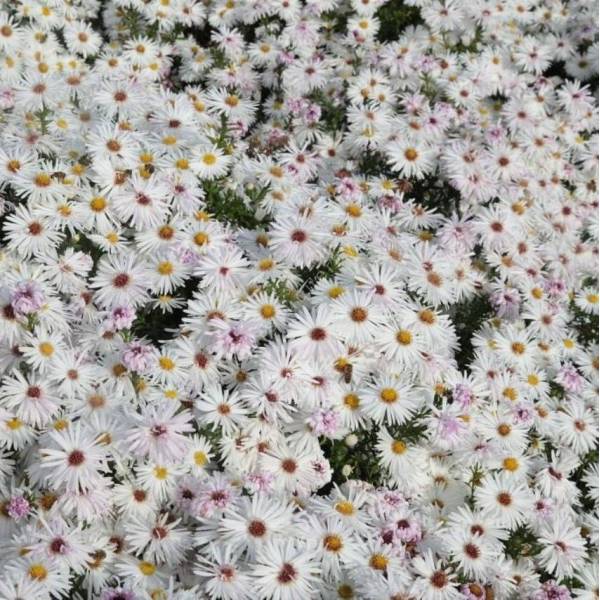Aster novi-belgii 'Jeu Magique' Aster novi-belgii 'Jeu Magique'