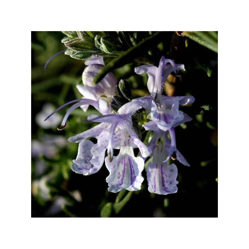 Rosmarinus officinalis 'Mrs Jessopp's Upright' - Romarin