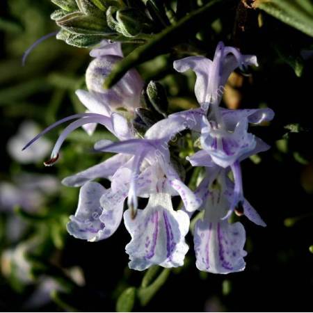 Rosmarinus officinalis 'Mrs Jessopp's Upright' - Romarin