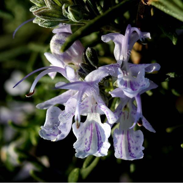 Rosmarinus officinalis 'Mrs Jessopp's Upright' - Romarin