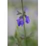 Salvia arizonica - Sauge d'Arizona