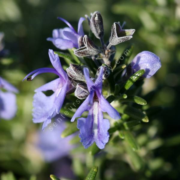 Rosmarinus officinalis 'Punta di Canelle' - Romarin