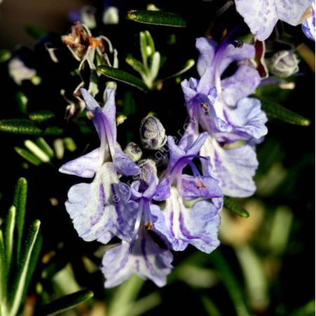 Rosmarinus officinalis 'Pointe du Raz' - Romarin rampant