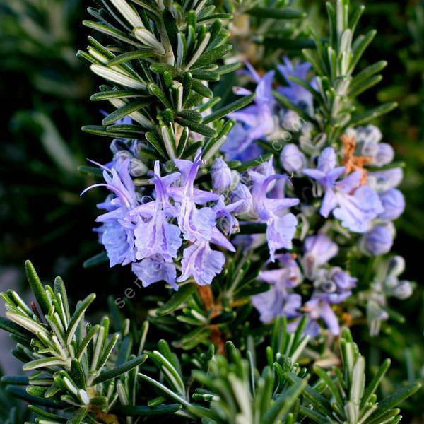 Rosmarinus officinalis 'Foxtail' - Romarin prostré