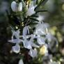 Rosmarinus officinalis 'Albiflorus' - Romarin à fleurs blanches