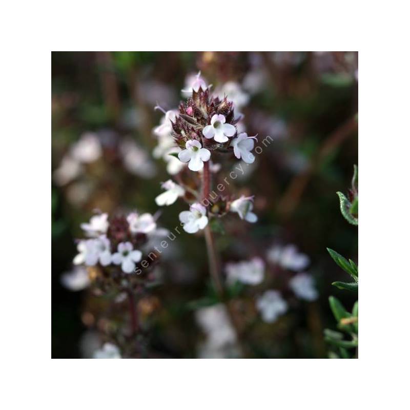 Thymus hyemalis - Thym