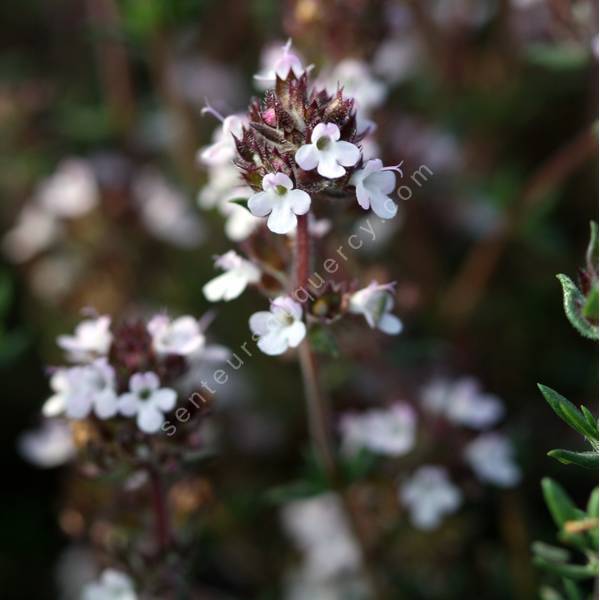 Thymus hyemalis - Thym