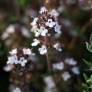 Thymus hyemalis - Thym