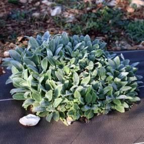 Stachys byzantina 'Tiny Ears' - Épiaire laineux à petites feuilles