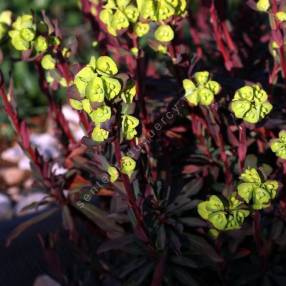 Euphorbia amygdaloides 'Purpurea' - Euphorbe à feuilles d'amandier pourpre