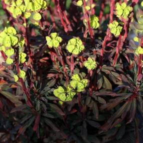 Euphorbia amygdaloides 'Purpurea' - Euphorbe à feuilles d'amandier pourpre