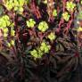 Euphorbia amygdaloides 'Purpurea' - Euphorbe à feuilles d'amandier pourpre