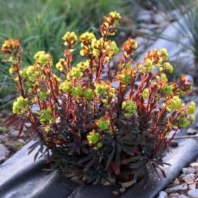 Euphorbia amygdaloides 'Purpurea' - Euphorbe à feuilles d'amandier pourpre