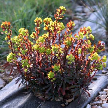 Euphorbia amygdaloides 'Purpurea' - Euphorbe à feuilles d'amandier pourpre