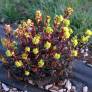 Euphorbia amygdaloides 'Purpurea' - Euphorbe à feuilles d'amandier pourpre