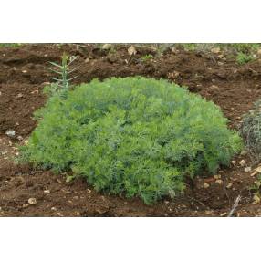 Artemisia alba, Armoise blanche