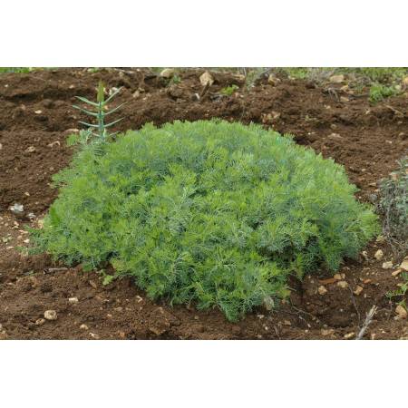 Artemisia alba, Armoise blanche