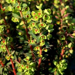 Euphorbia 'Redwing' - ‘Charam' - Euphorbe