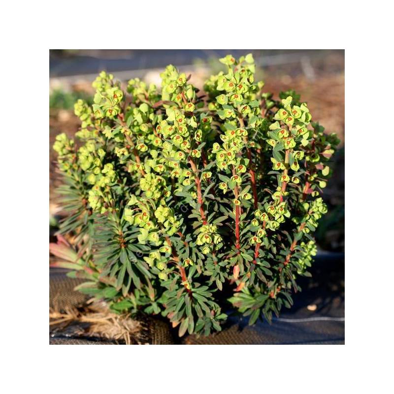 Euphorbia 'Redwing' - ‘Charam' - Euphorbe