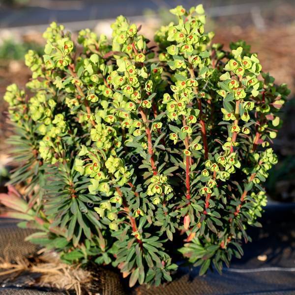 Euphorbia 'Redwing' - ‘Charam' - Euphorbe Euphorbia 'Redwing' - ‘Charam' - Euphorbe