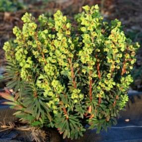 Euphorbia 'Redwing' - ‘Charam' - Euphorbe