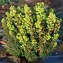Euphorbia 'Redwing' - ‘Charam' - Euphorbe