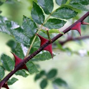 Zanthoxylum bungeanum - Poivrier du Sichuan