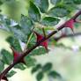 Zanthoxylum bungeanum - Poivrier du Sichuan