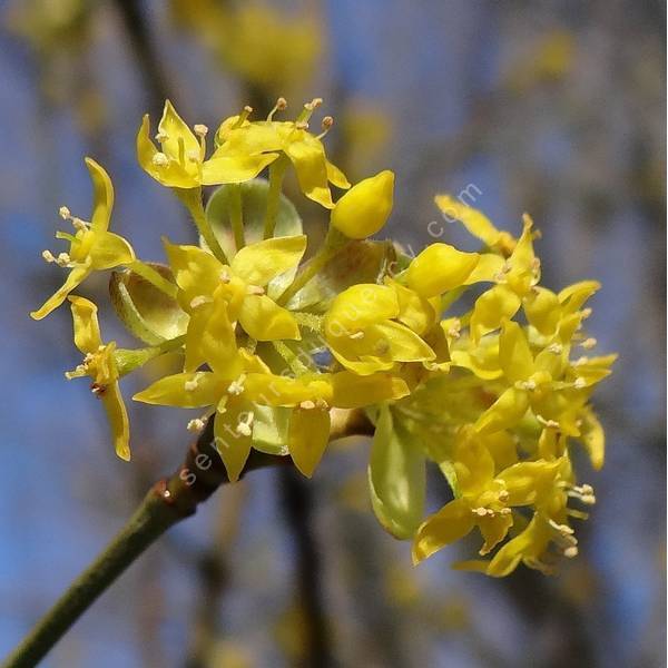 Cornus mas - Cornouiller mâle