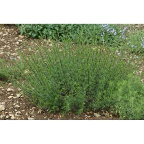 Artemisia campestris - Armoise champêtre