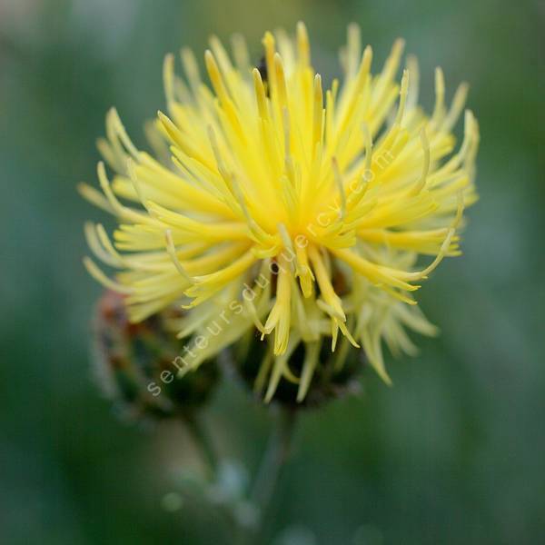 Centaurea orientalis - Centaurée d'orient Centaurea orientalis - Centaurée d'orient
