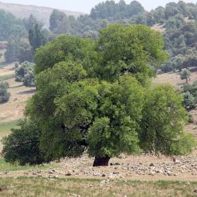 Fraxinus angustifolia - Frêne à feuille étroite