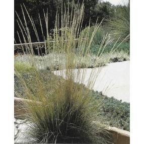 Muhlenbergia rigens en floraison