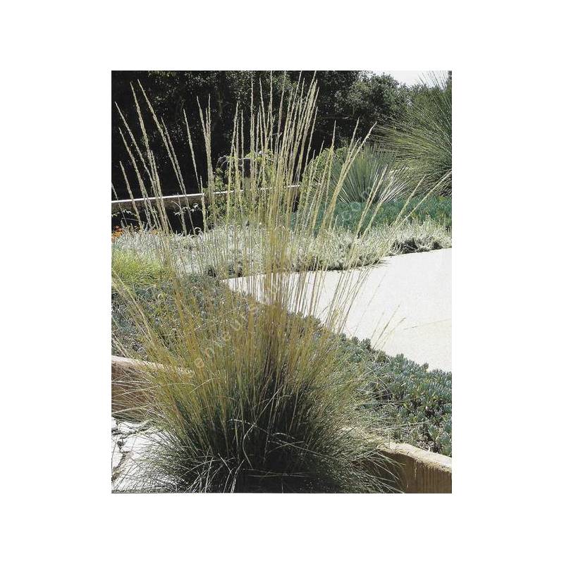 Muhlenbergia rigens en floraison