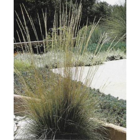 Muhlenbergia rigens en floraison